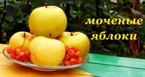 Рецепт Моченых Яблок с Красной Рябиной
